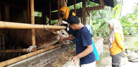 Pemeriksaan Kesehatan Dan Pengobatan Hewan Dari Dinas Ketahanan Pangan