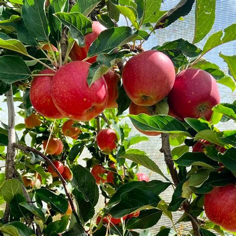 Malus Domestica Apple Red Fuji Super Dwarf Forest Field