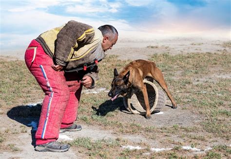 Premium Photo | Training of belgian shepherd