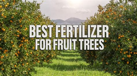 Best Fertilizer For Fruit Trees Forestry