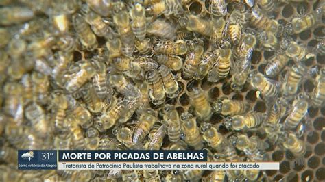 Trabalhador rural morre atacado por abelhas em Patrocínio Paulista SP