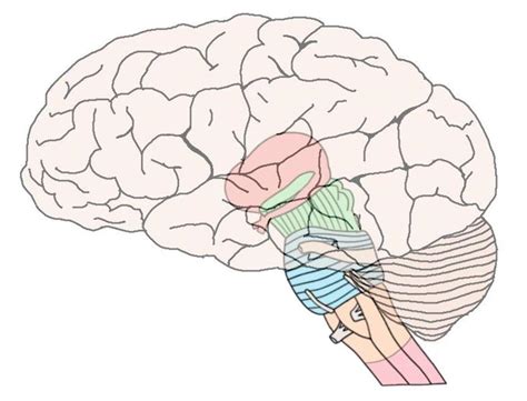 Know Your Brain Brainstem — Neuroscientifically Challenged