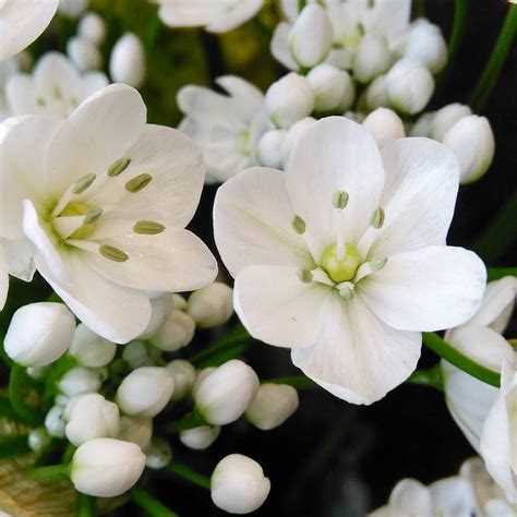 Instagram post by Moulie Fleurs • Feb 24, 2017 at 11:26am UTC | White lilies, White flowers ...