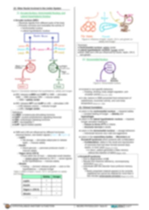 Solution Neurology Physiology Hypothalamus Anatomy Function