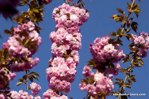 Мукачівські сакури. - На цвітіння сакур в Закарпаття
