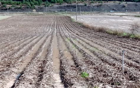 Asaja Palencia Solicita Ayudas Por Da Os En El Girasol Y La Patata Tras