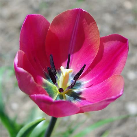 Pink Tulip Stock Photo Image Of Pink Natural Spring 28602018