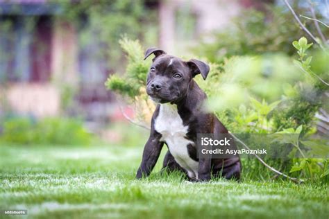 Portrait Of A Staffordshire Bull Terrier Puppy Stock Photo Download