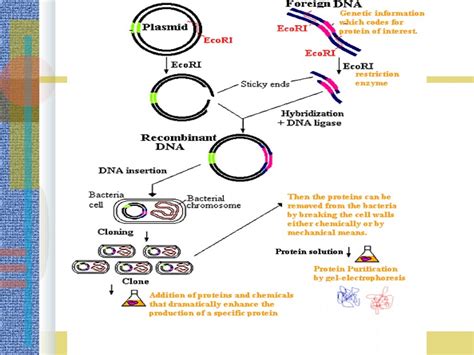 Recombinant Dna Technology