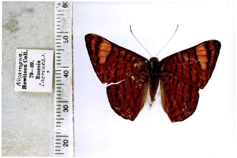 Emesis Lacrines Type Specimens