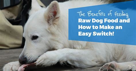 The Benefits of Feeding Raw Dog Food (And how to make an easy switch!) - The Online Dog Trainer