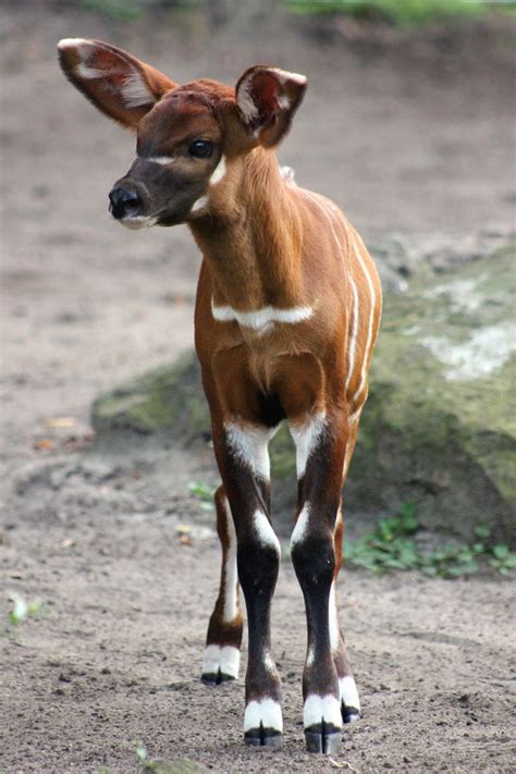 Most Unique Animals In Africa - Animals World