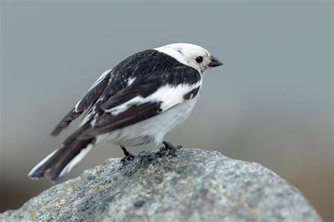 Snow Bunting Photo Id Guide Birdguides