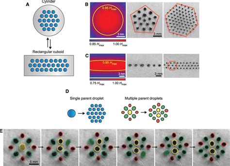 Switchable Static And Dynamic Self Assembly Of Magnetic Droplets On