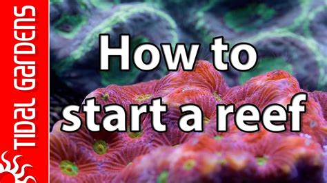 5 Tips On How To Start A Saltwater Reef Aquarium Youtube