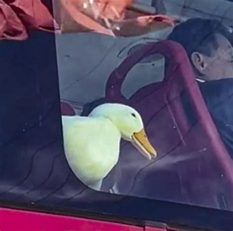 Video Viral En Transmilenio De Pato Viajando En Uno De Los Buses