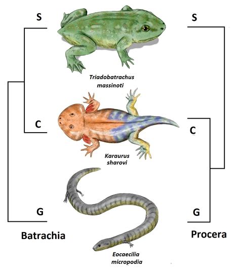 Lissamphibia