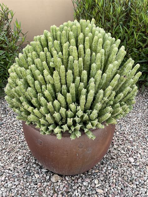 EUPHORBIA RESEARCH Sustainable Bioresources LLC