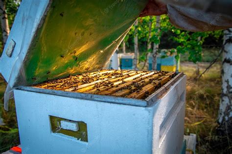 Abeille charpentière I Ce qu il faut savoir à son sujet