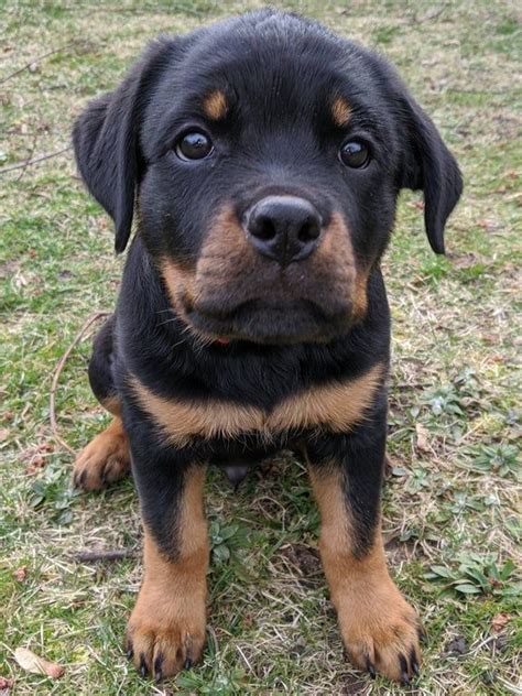 Rottweiler Puppies 1 Week Old