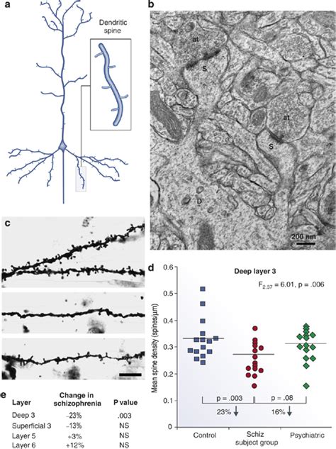 Pyramidal Neuron Dendritic Spines In The Human Dorsolateral Prefrontal