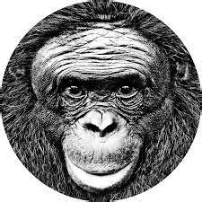 Definitive Guide To Ape Cognition & Conservation Initiative Facts, List Of Animals, Reviews And ...