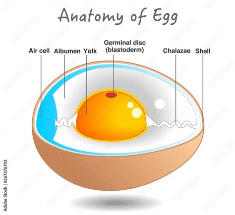 Egg Anatomy Bird And Chicken Egg Diagram Cross Section Embryo