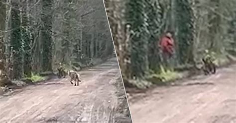 Wolf Schrikt Zich Rot Van Wildplasser In Nederland