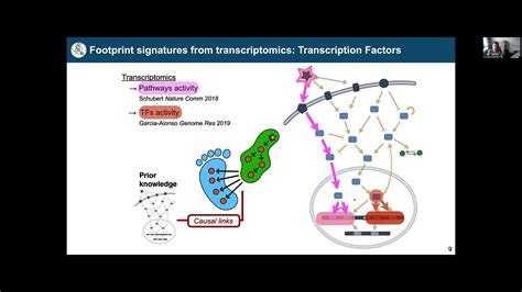 Integrating Prior Knowledge And Single Cell Julio Saez Rodriguez