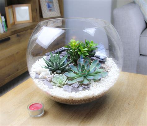 Extra Large Glass Globe Terrarium With 4 Large Succulent Plants Large