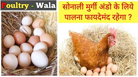 सनल मरग कतन अड दत ह Sonali poultry farm Sonali murgi