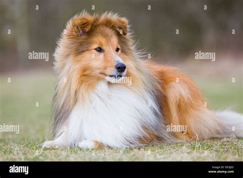 A Shetland Sheepdog Also Know As A Sheltie Or Miniature Collie