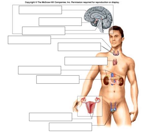 A P II Practical 2 Diagram Quizlet