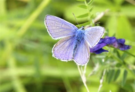 Beautiful Purple and Blue Colored Butterfly Stock Image - Image of ...