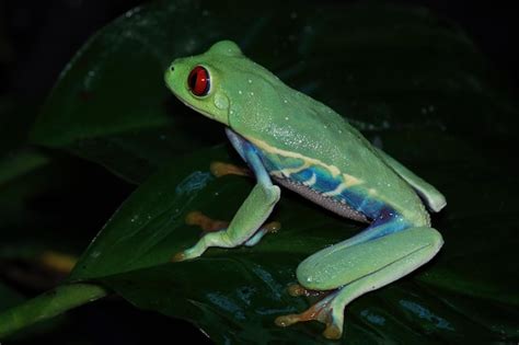 Rana Arb Rea Amaz Nica De Ojos Rojos En Las Hojas Agalychnis