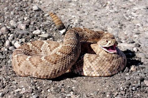 Western Diamondback Rattlesnake - Coniferous Forest