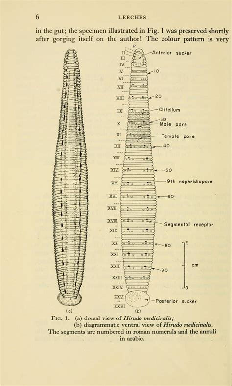 Scientific Illustration | Anatomy of the Medicinal leech (Hirudo...