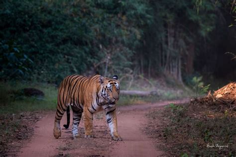 Wildlife Tour India Tiger Safari India Wildlife Photography Tour