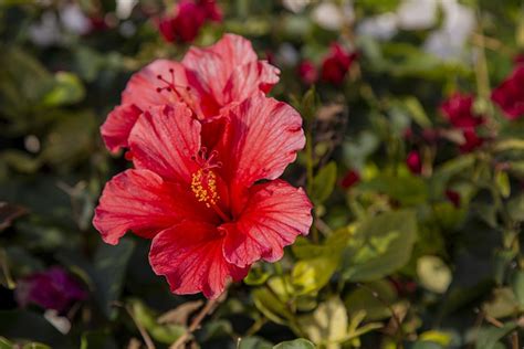 Red Flower Hibiscus Free Photo On Pixabay