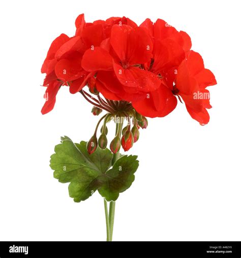 Close Up Of A Red Geranium Stock Photo Alamy