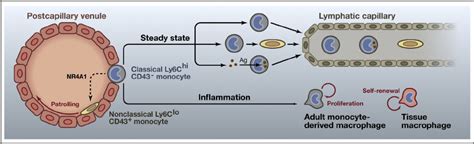 The Life Cycle Of Monocyte Subsets And Macrophages In Resting And