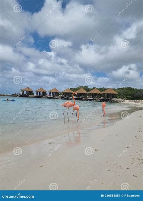Aruba Beach with Pink Flamingos at the Beach, Flamingo at the Beach in