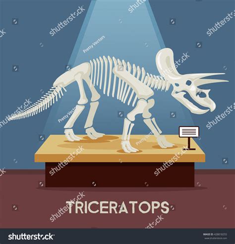 Triceratops Bones Skeleton Museum Exhibition Vector Stock Vector ...