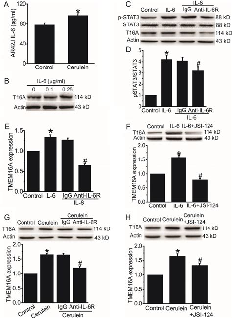 Il 6 Increased Tmem16a Expression Via The Il 6rstat3 Signaling Pathway