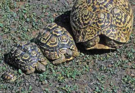 THE LEOPARD TORTOISE STIGMOCHELYS GEOCHELONE PARDALIS OF AFRICA