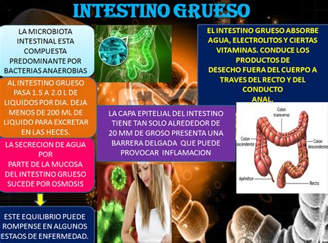 FISIOLOGIA: INTESTINO GRUESO