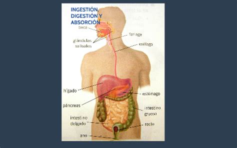 INGESTIÓN DIGESTIÓN Y ABSORCIÓN by Diego Andres Betancourt Suarez on Prezi