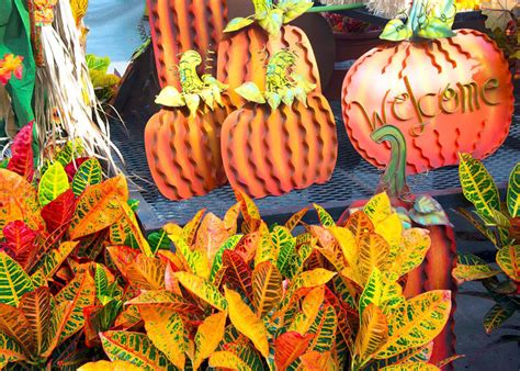 Colorful Crotons Are In The Mainstream Neil Sperrys Gardens