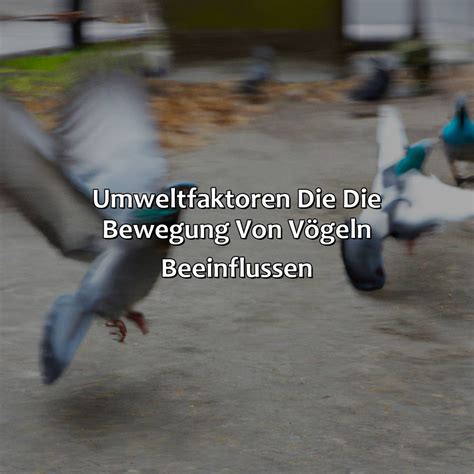 Warum Bewegen Sich Vögel Ruckartig VogelWunderland