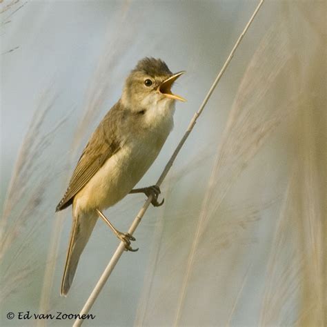 Acrocephalus Palustris Marsh Warbler Carricero Pol Glota